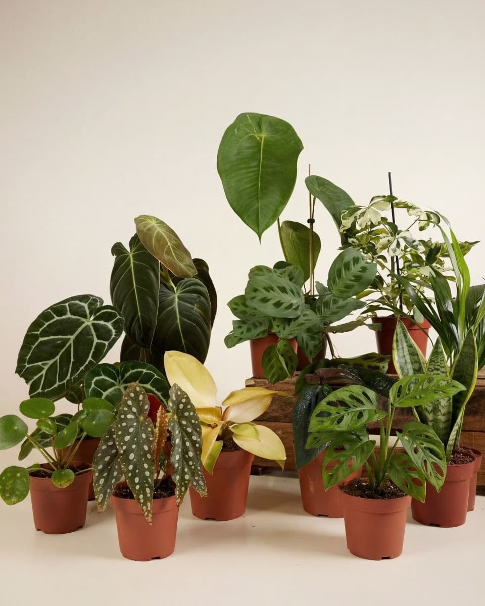 Interior Plants